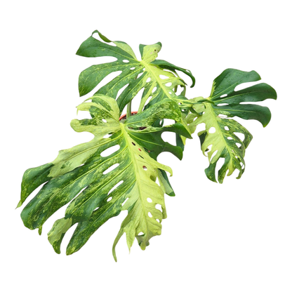 Ausgewähltes Monstera-Meisterwerk