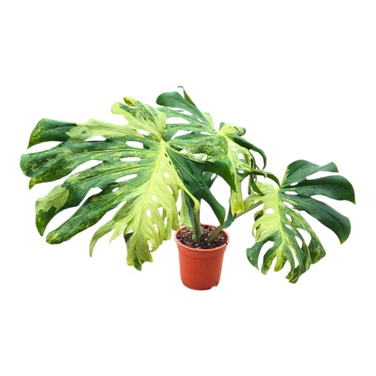 Ausgewähltes Monstera-Meisterwerk