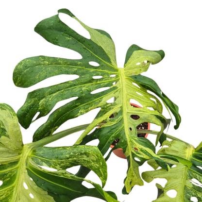 Ausgewähltes Monstera-Meisterwerk