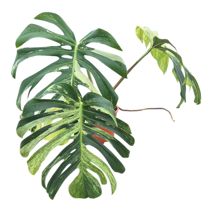 Wybrana Monstera Mint Tricolor