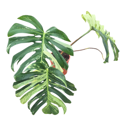 Wybrana Monstera Mint Tricolor