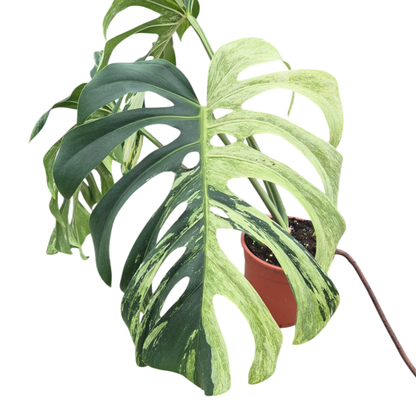 Wybrana Monstera Mint Tricolor