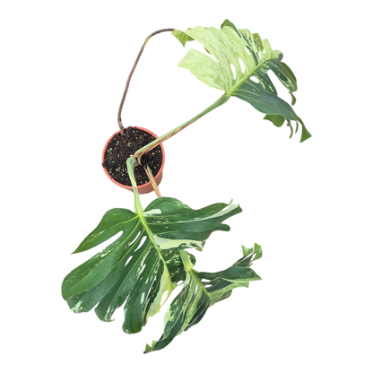 Wybrana Monstera Mint Tricolor