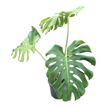 Wybrana Monstera Mint Tricolor