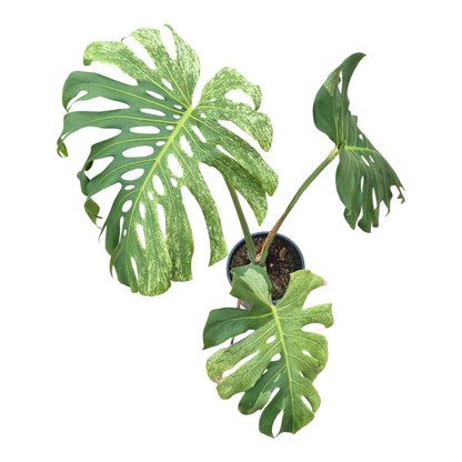 Wybrana Monstera Mint Tricolor