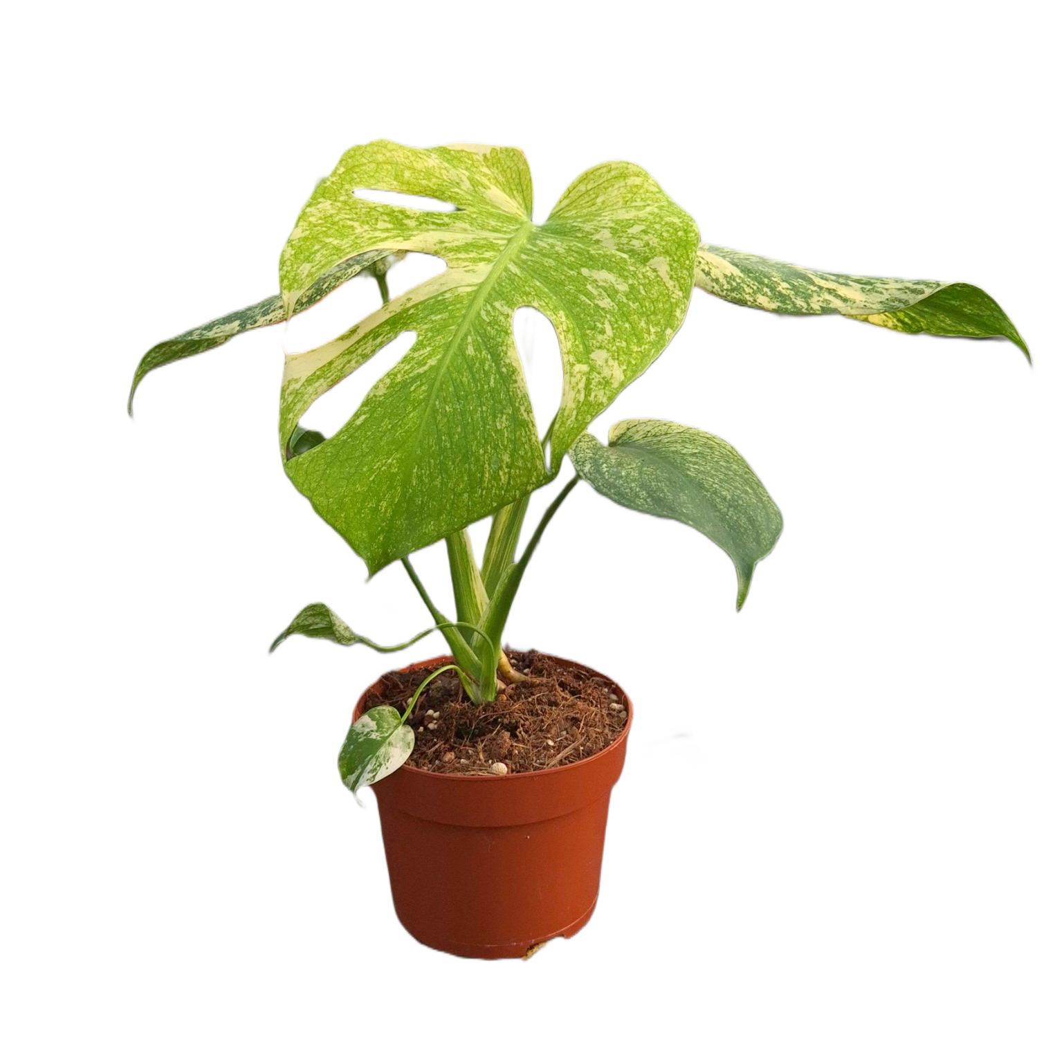monstera thai mint Monstera Mint Variegata – Casa Botanica