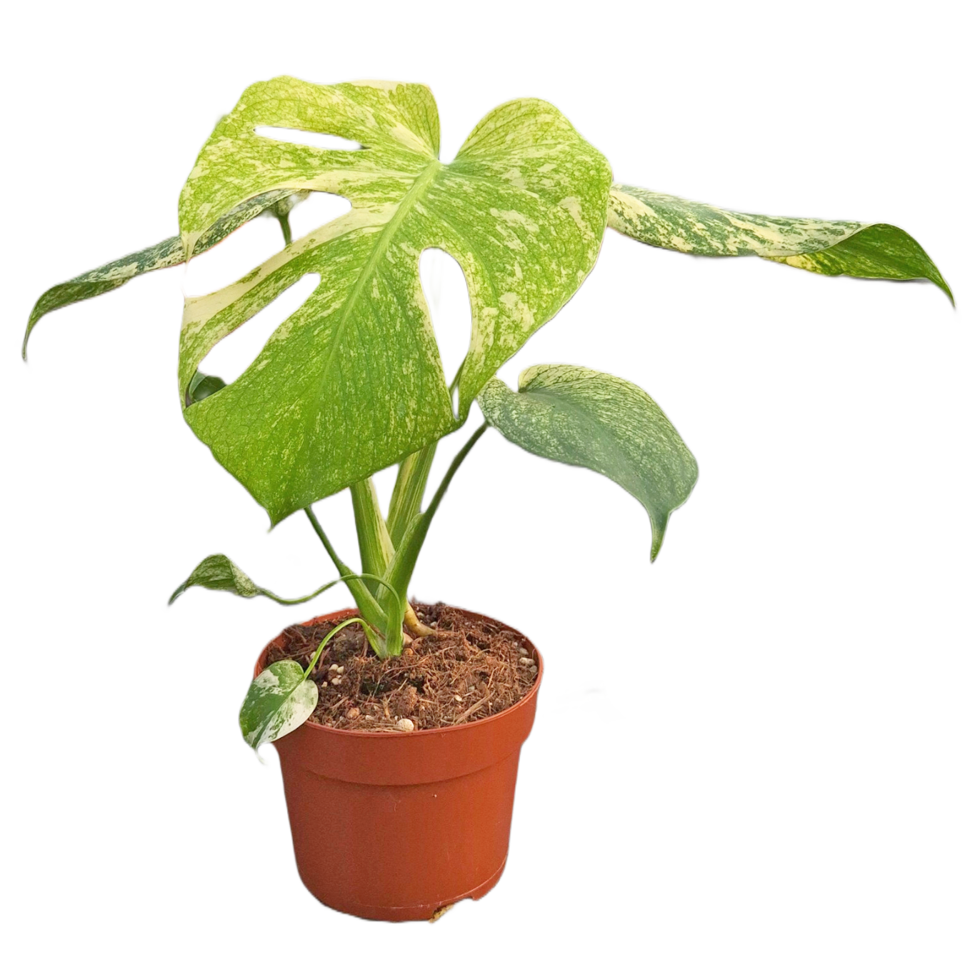 Monstera Mint Variegata