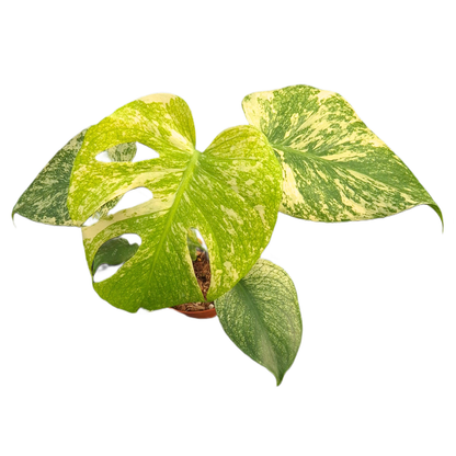 Monstera Mint Variegata