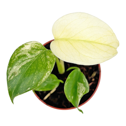Monstera Mint Variegata