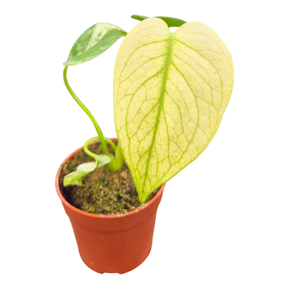 Monstera Mint Variegata