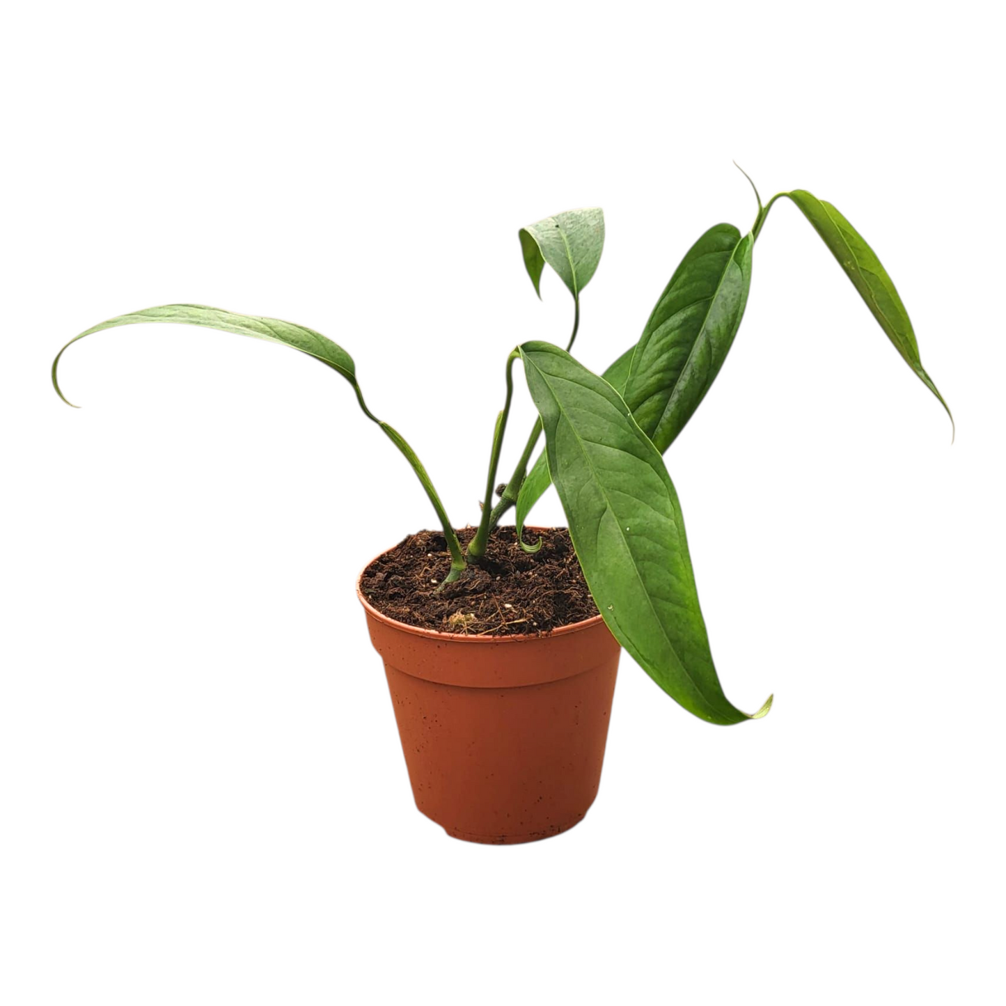 Monstera Obliqua Yasuni