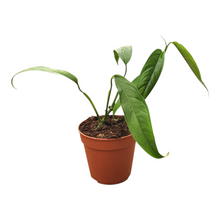 Monstera Obliqua Yasuni