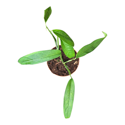 anthurium monstera Monstera Obliqua Yasuni – Casa Botanica