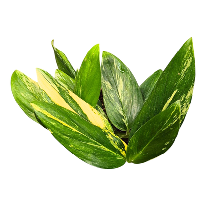 Monstera Standleyana Variegata