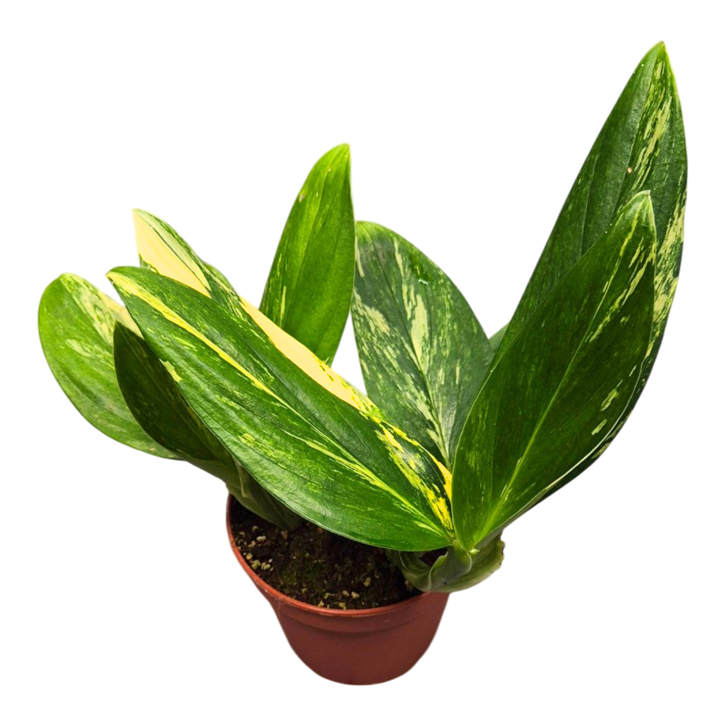 Monstera Standleyana Variegata