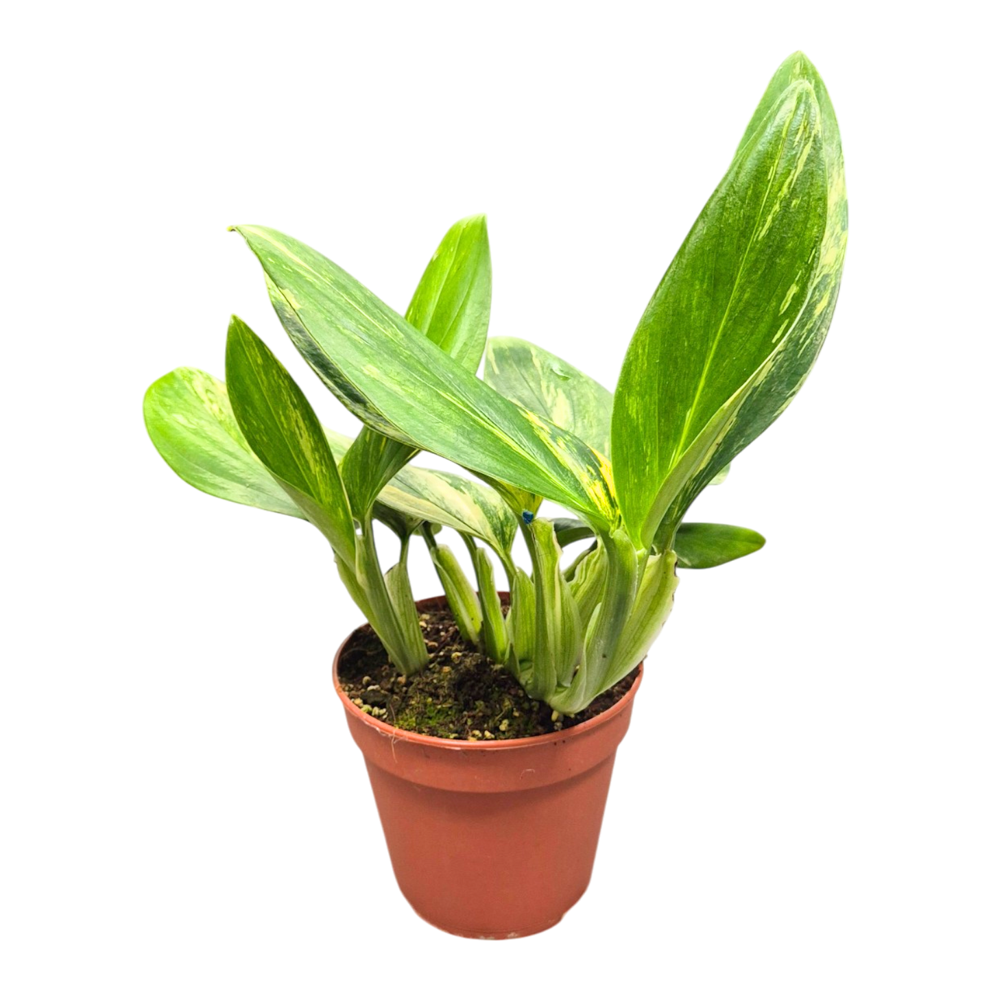 Monstera Standleyana Variegata