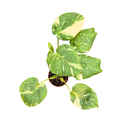 Mutation de Monstera Thai Constellation