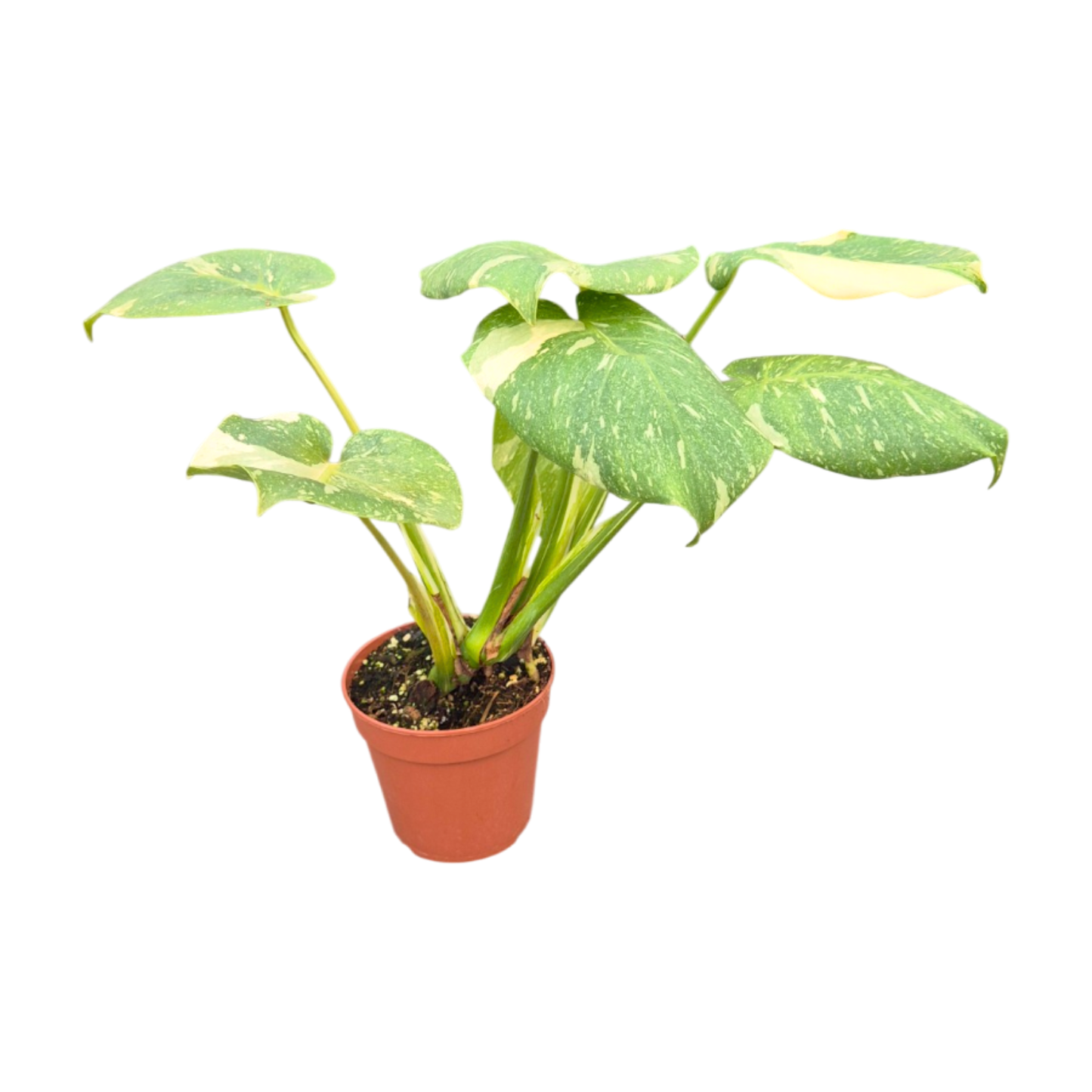 Mutation de Monstera Thai Constellation