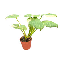 Monstera Thai Constellation Mutation