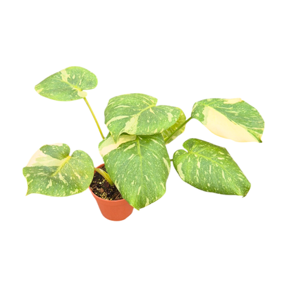Mutation de Monstera Thai Constellation
