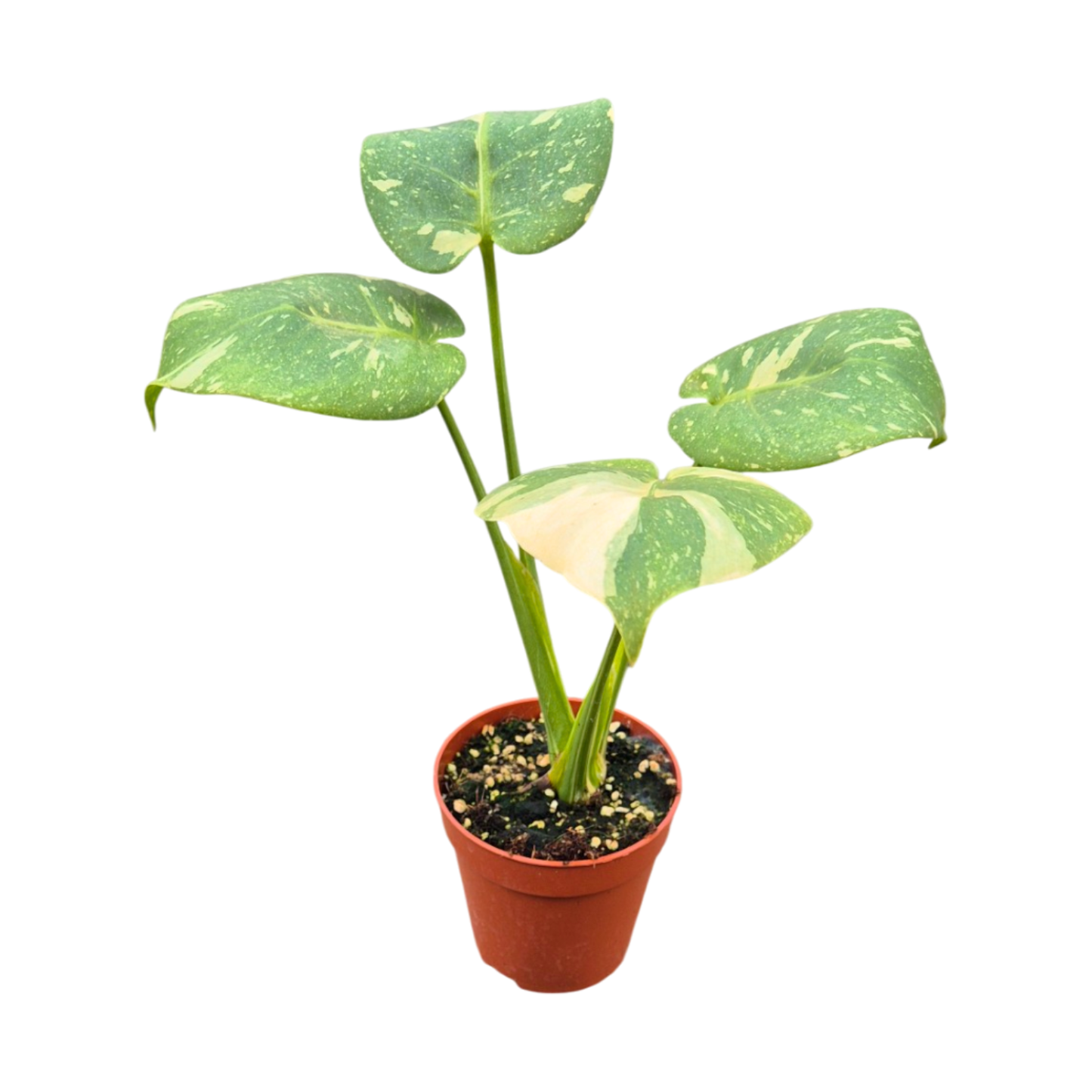 Mutation de Monstera Thai Constellation