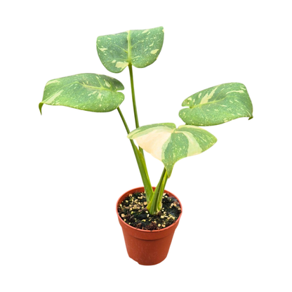 Mutation de Monstera Thai Constellation