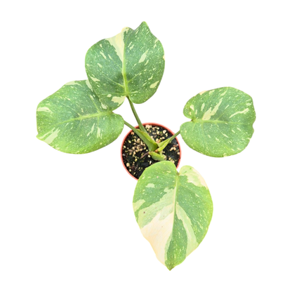 Mutation de Monstera Thai Constellation