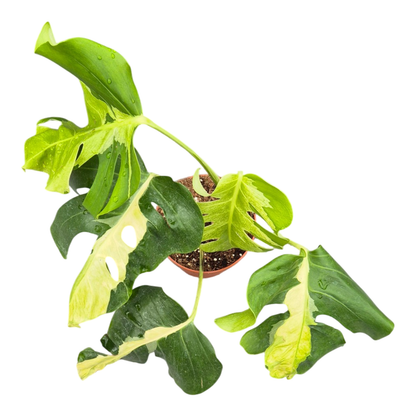 Monstera White Lava