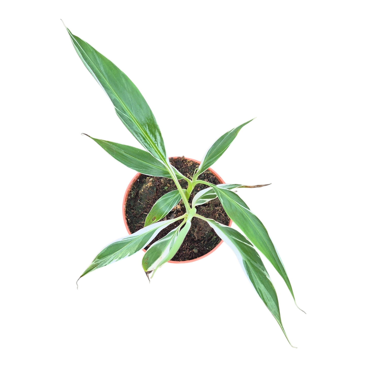 斑葉佛羅里達茉莉