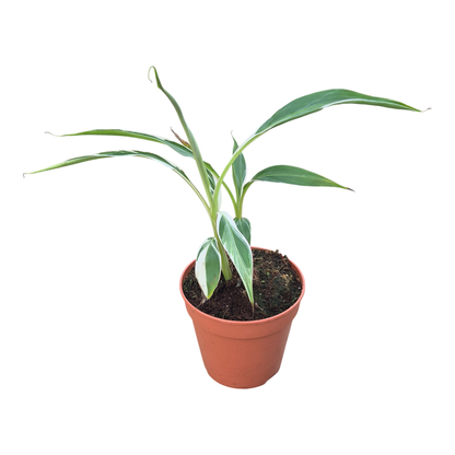 Musa Florida Variegata