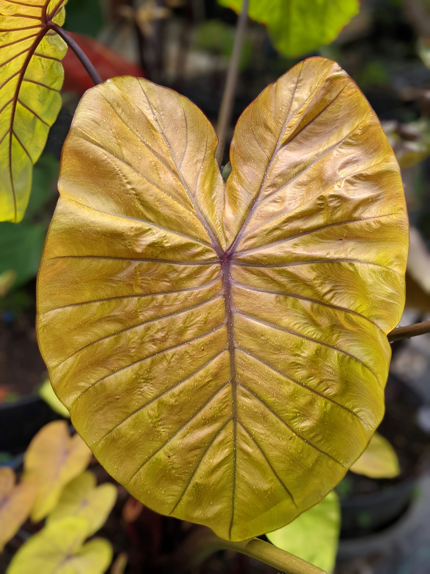 Colocasia hybride Oriole