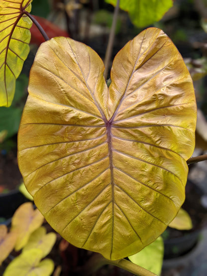 Colocasia hybride Oriole