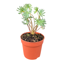 Oxalis Palmifrons
