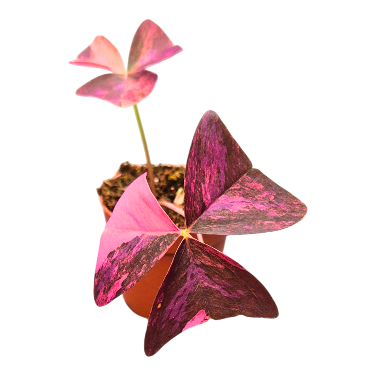 Oxalis Triangularis Pink Variegata
