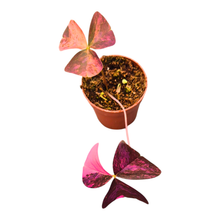 Oxalis Triangularis Pink Variegata