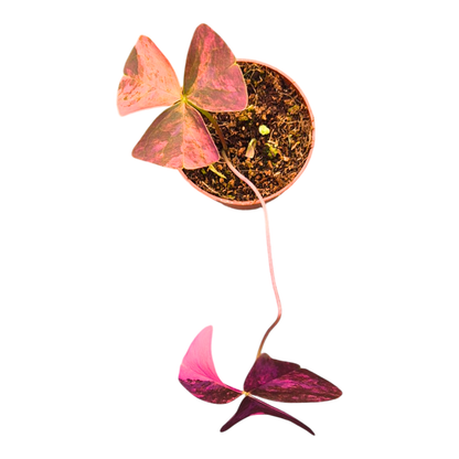Oxalis Triangularis Pink Variegata