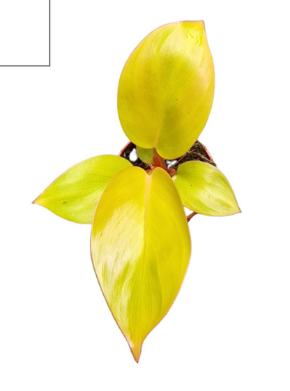 Philodendron Mars
