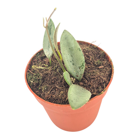 Hoya Lima Silver