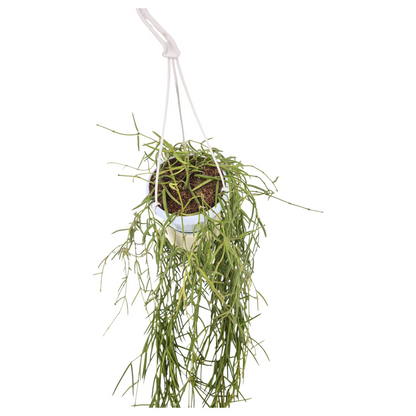 Hoya Linearis