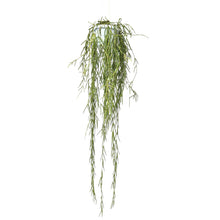Hoya Linearis