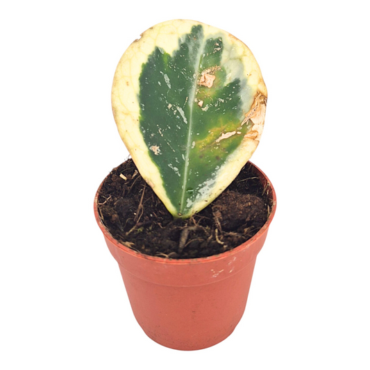 Hoya Obavata Variegata (Outer)