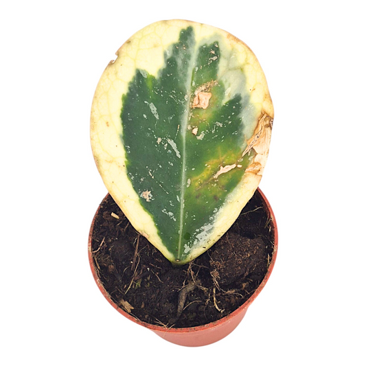 Hoya Obavata Variegata (Outer)