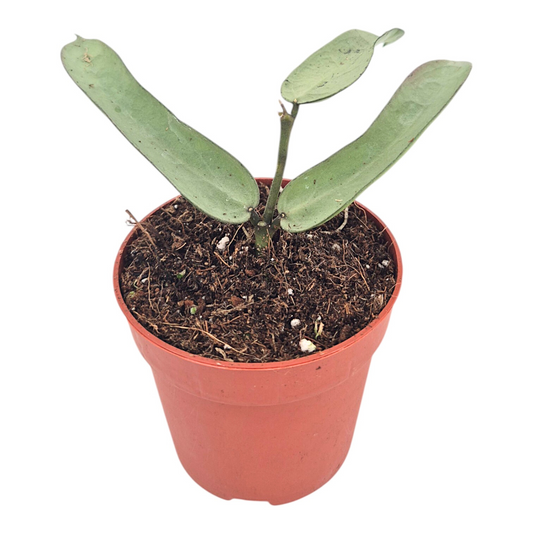 Hoya Pandurata Silver