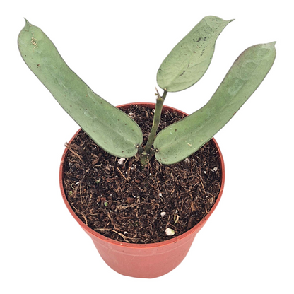Hoya Pandurata Silver