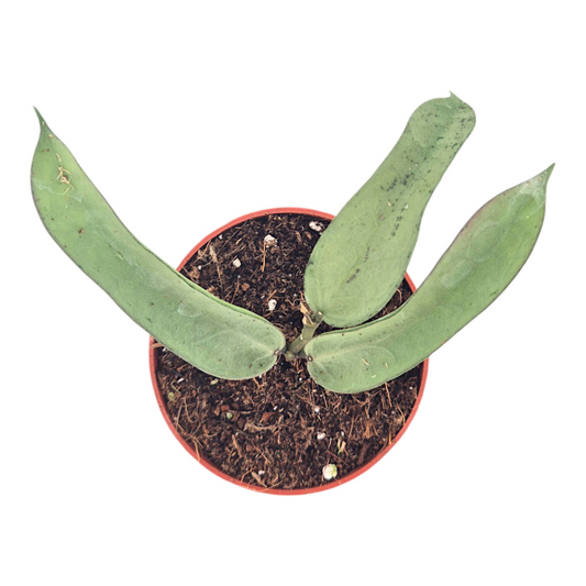 Hoya Pandurata Silver