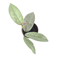 Hoya Wilbur Graves Super Silver