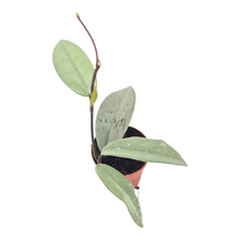 Hoya Wilbur Graves Super Silver