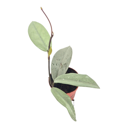 Hoya Wilbur Graves Super Silver