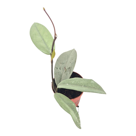 Hoya Wilbur Graves Super Silver