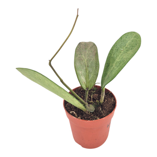 Hoya Silver Lady